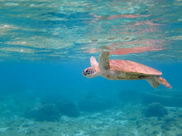 離島 ウミガメ