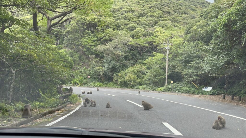 屋久島サル①